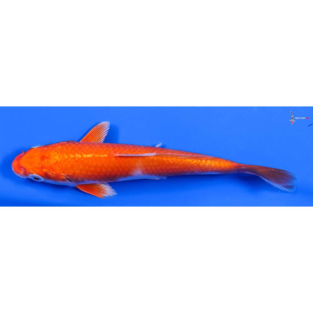 6” Imported Hariwake