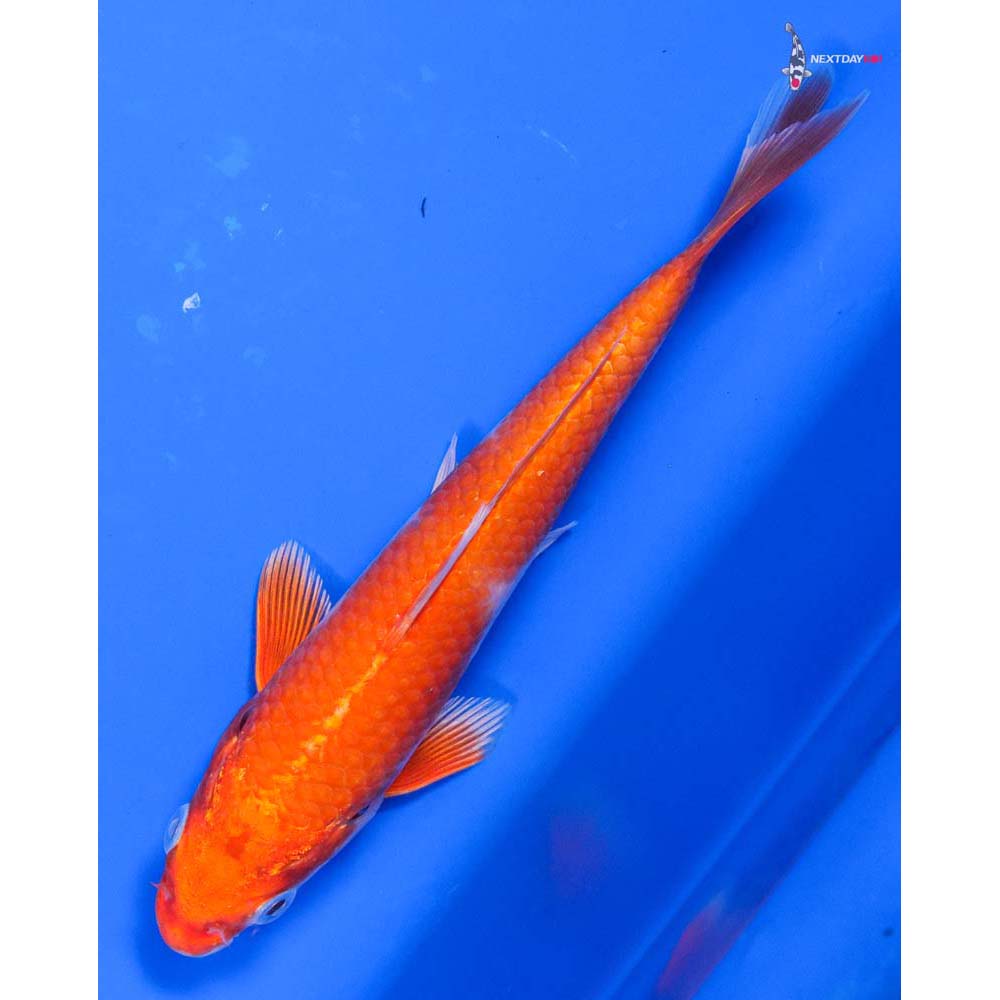 6” Imported Hariwake