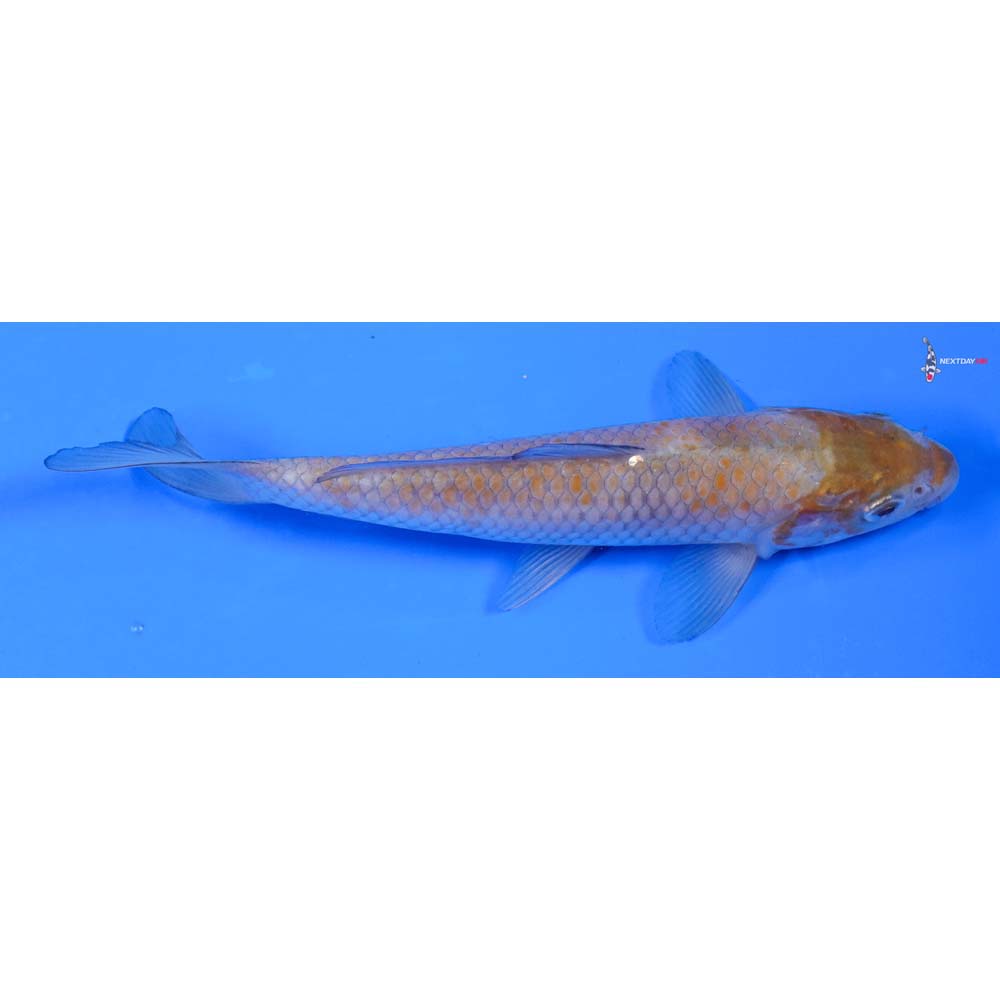 6.5” Imported Ochiba Shigure