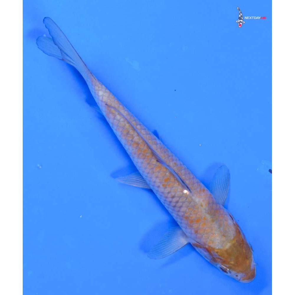 6.5” Imported Ochiba Shigure