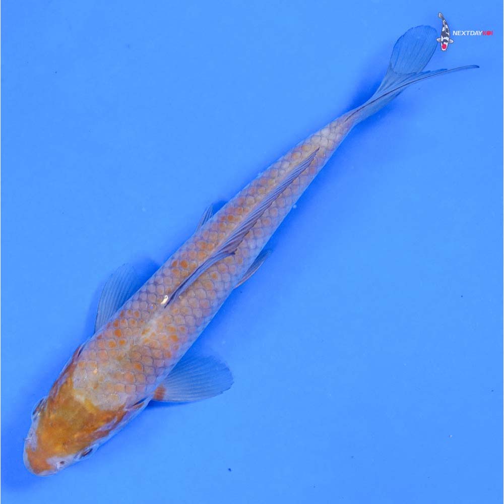 6.5” Imported Ochiba Shigure