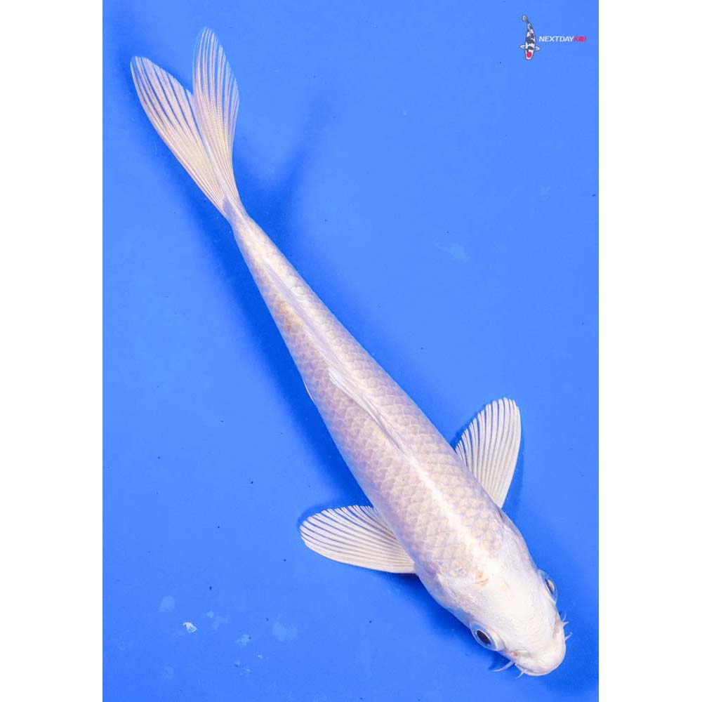 6.5” Imported Platinum Ogon