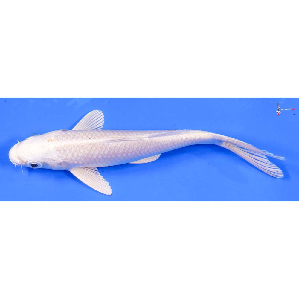 6.5” Imported Platinum Ogon