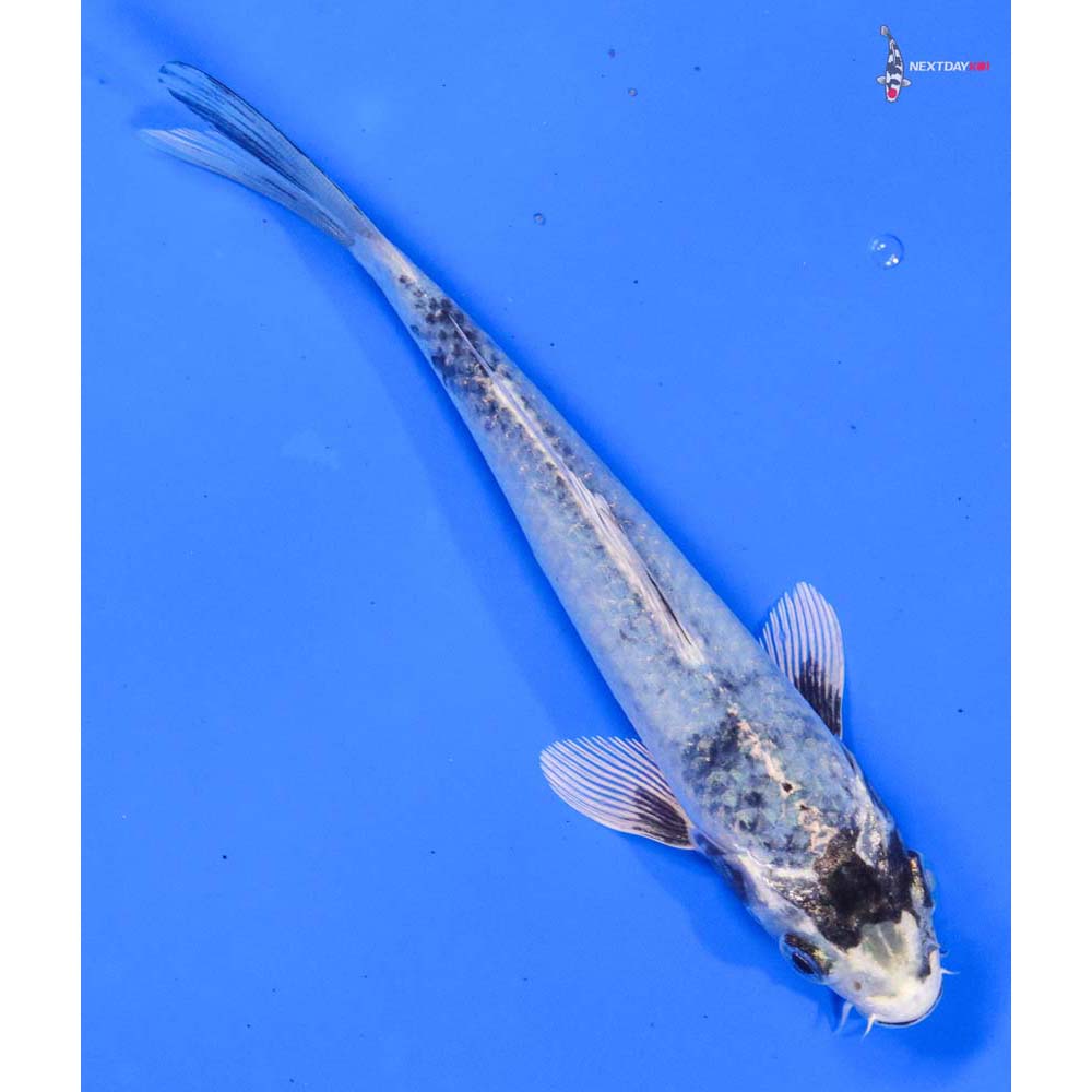 6” Imported Gin Matsuba