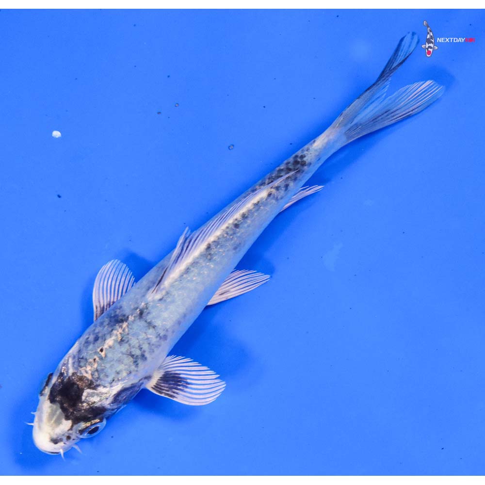 6” Imported Gin Matsuba