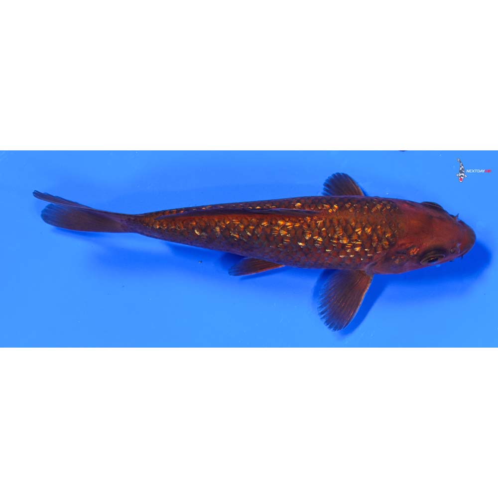 5” Imported Gin Rin Chagoi