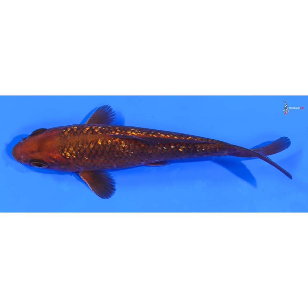 5” Imported Gin Rin Chagoi