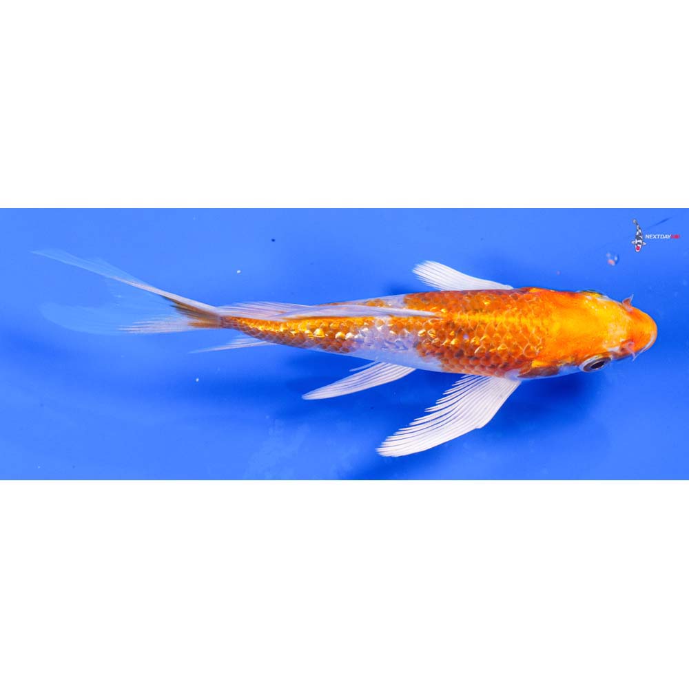 5.5” Imported Gin Rin Hariwake Butterfly Koi