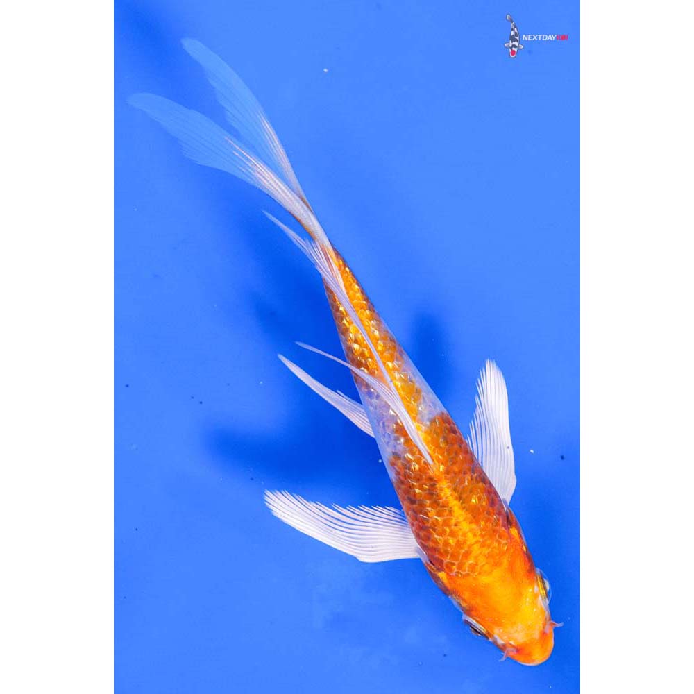 5.5” Imported Gin Rin Hariwake Butterfly Koi