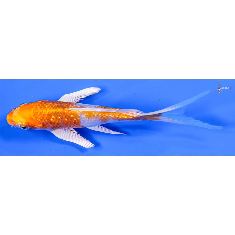 5.5” Imported Gin Rin Hariwake Butterfly Koi