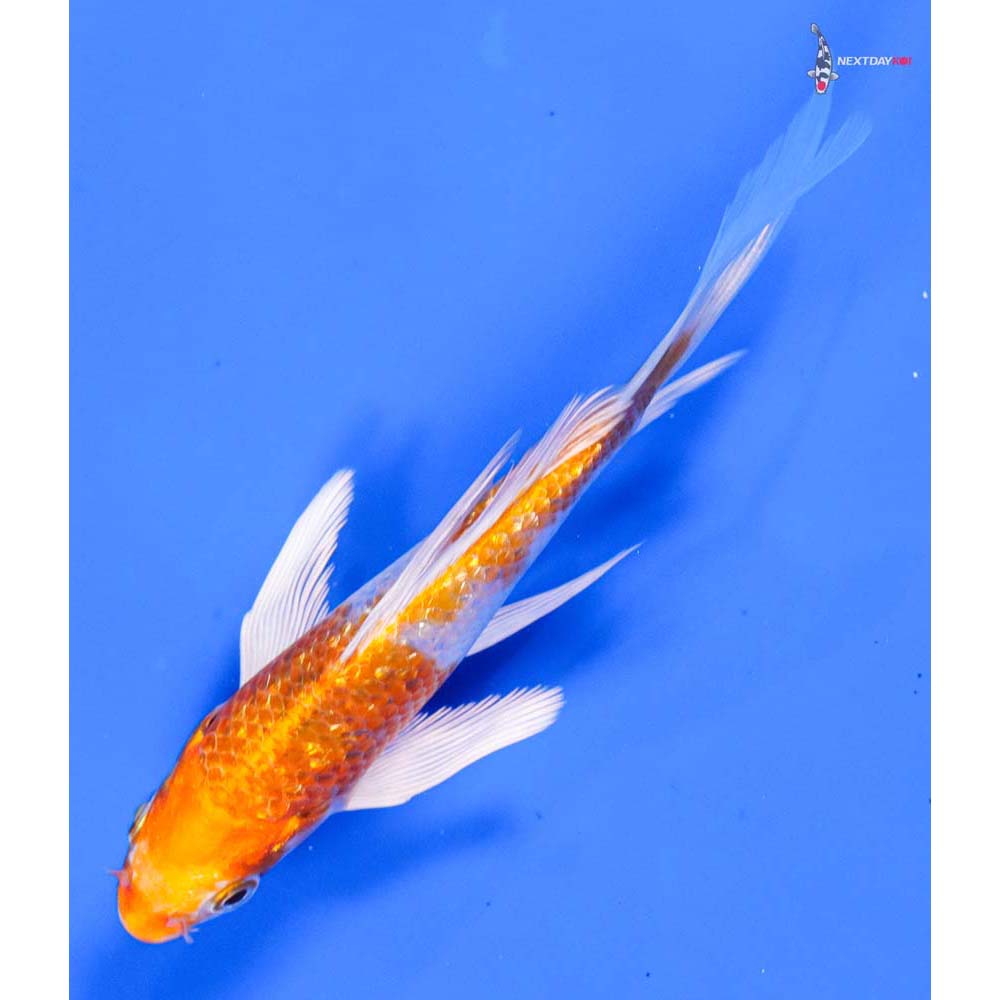 5.5” Imported Gin Rin Hariwake Butterfly Koi