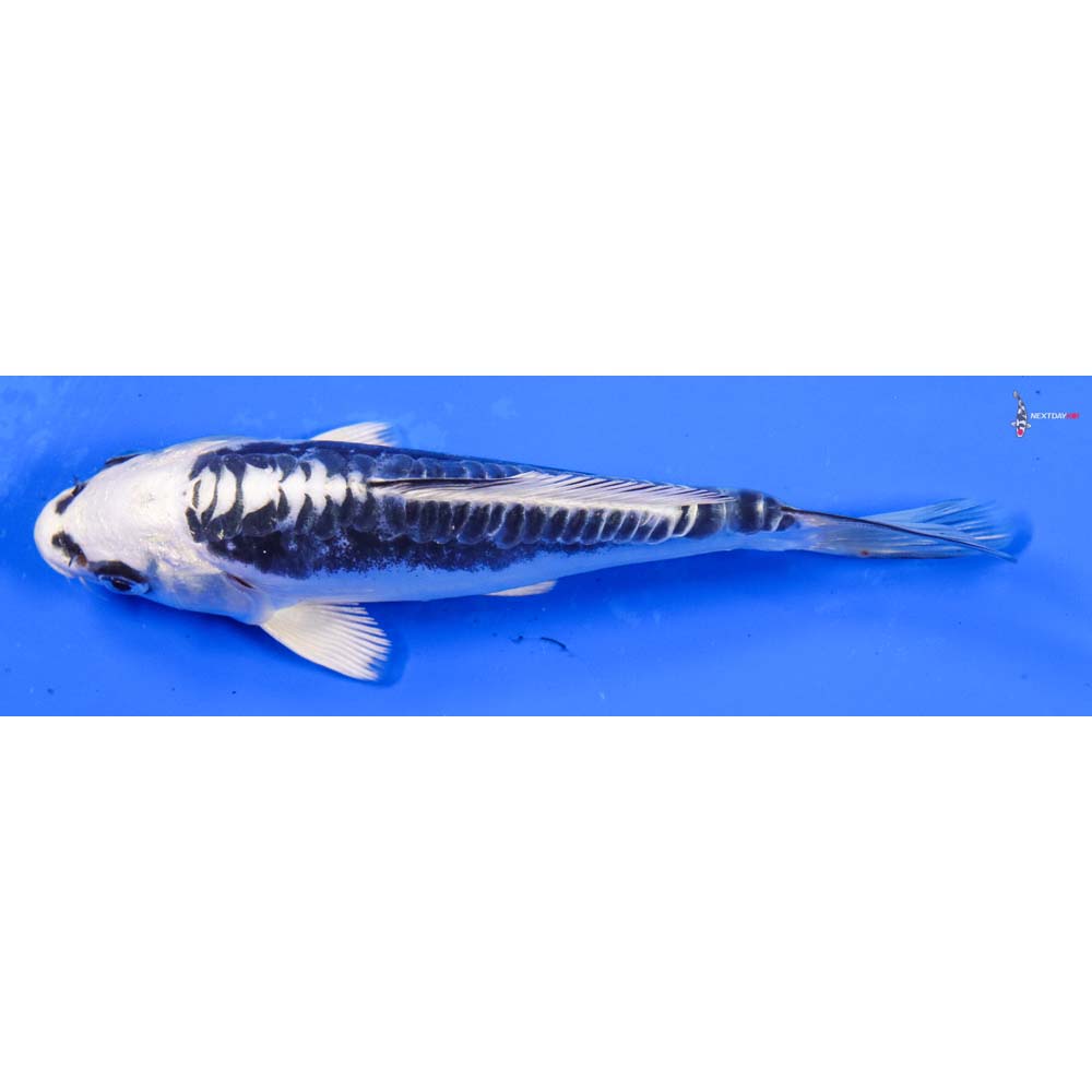 5” Imported Kikokuryu