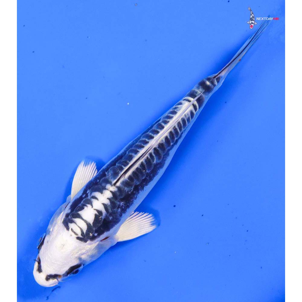 5” Imported Kikokuryu