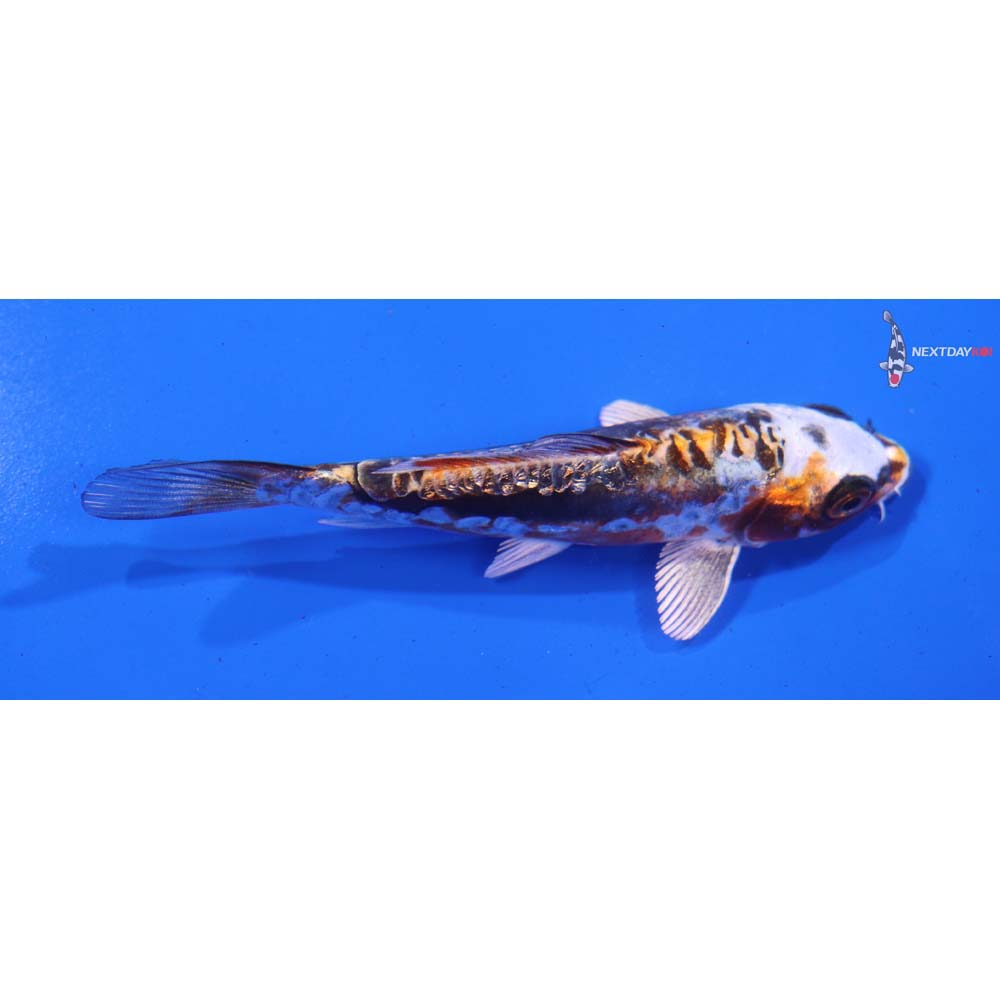 4.5” Imported Gin Rin Kin Kikokuryu