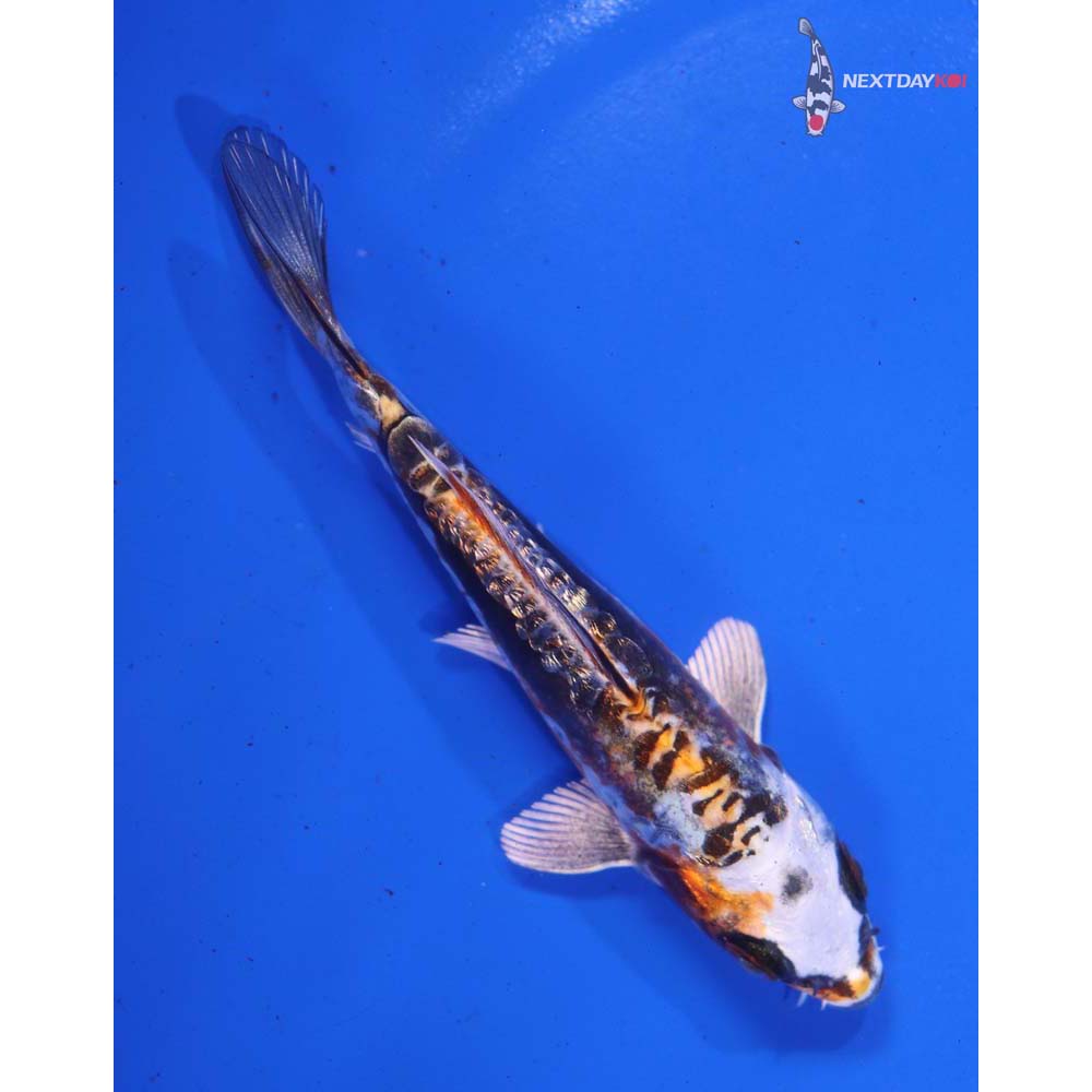 4.5” Imported Gin Rin Kin Kikokuryu