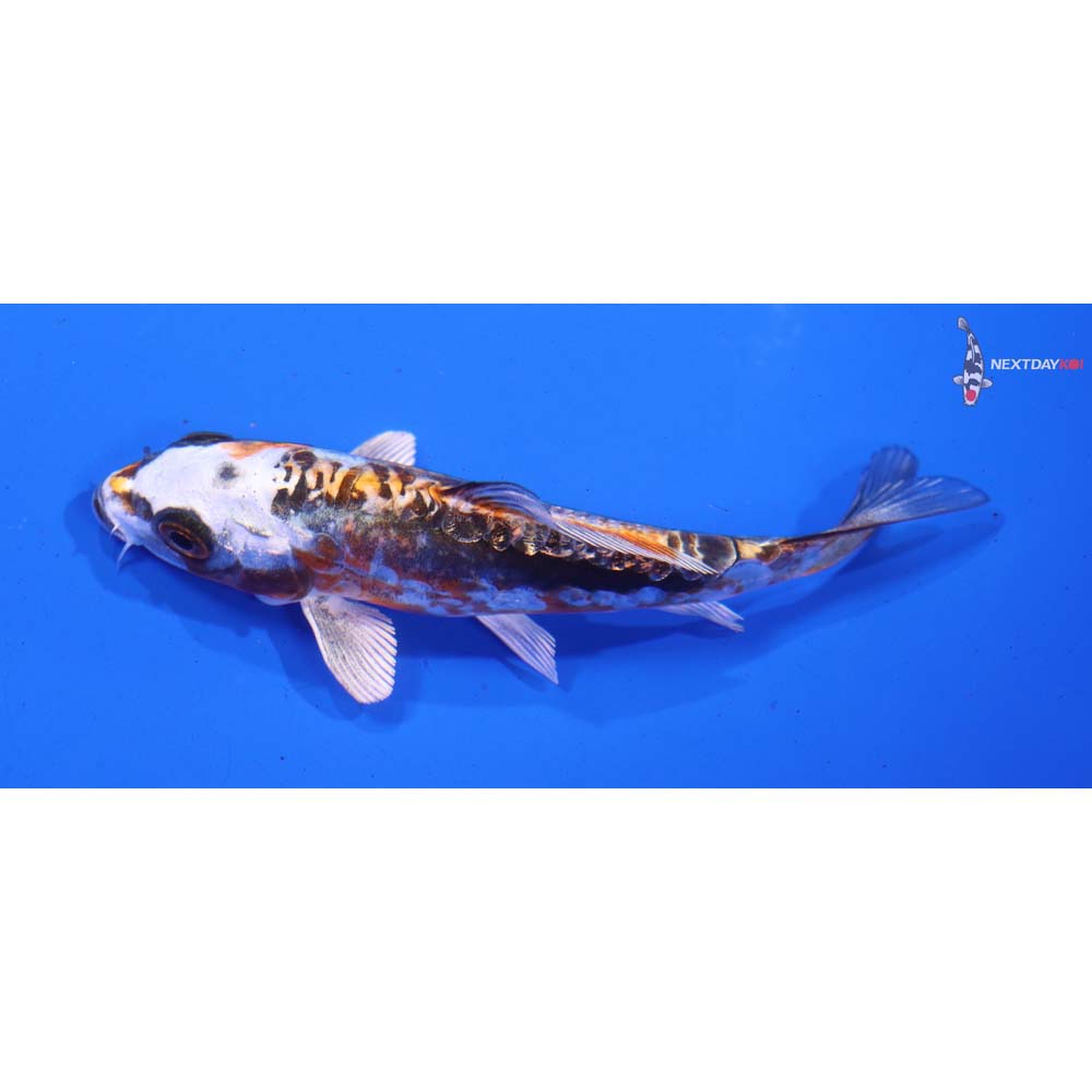 4.5” Imported Gin Rin Kin Kikokuryu