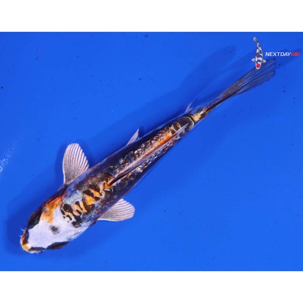 4.5” Imported Gin Rin Kin Kikokuryu