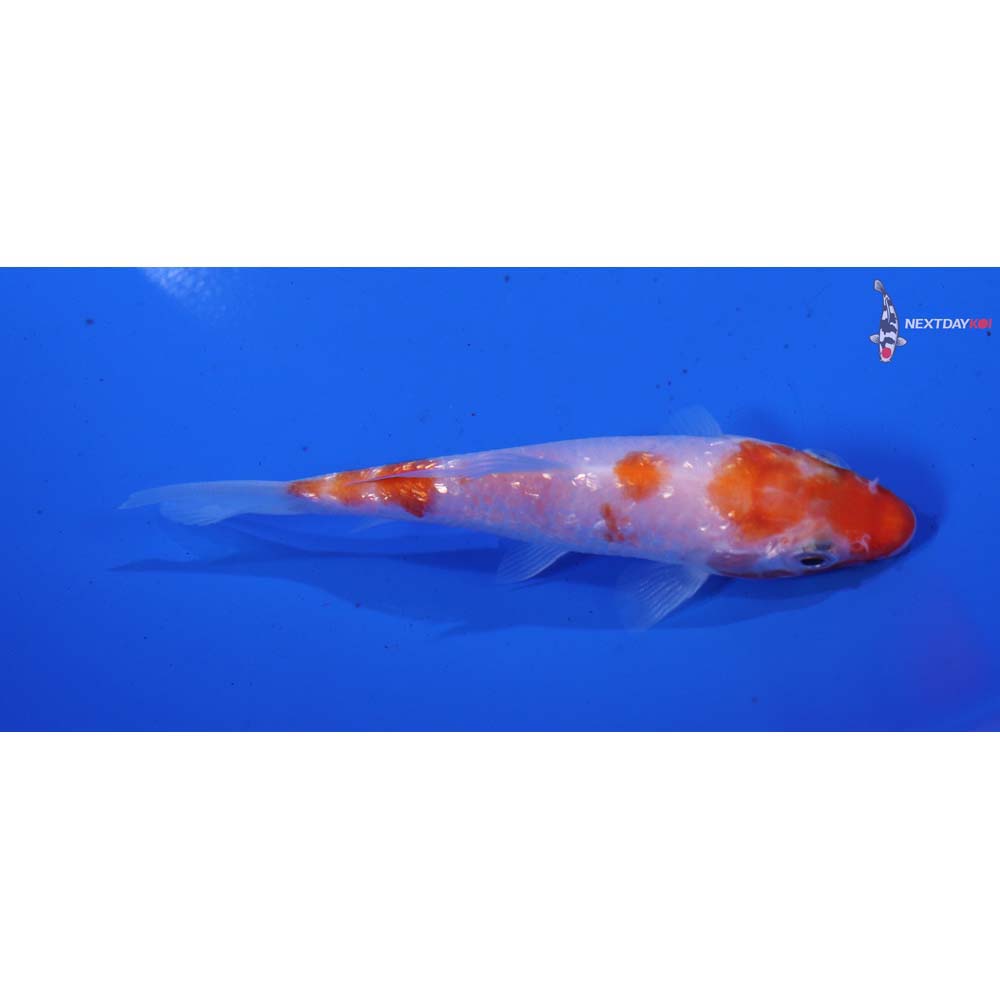 4” Imported Gin Rin Kohaku