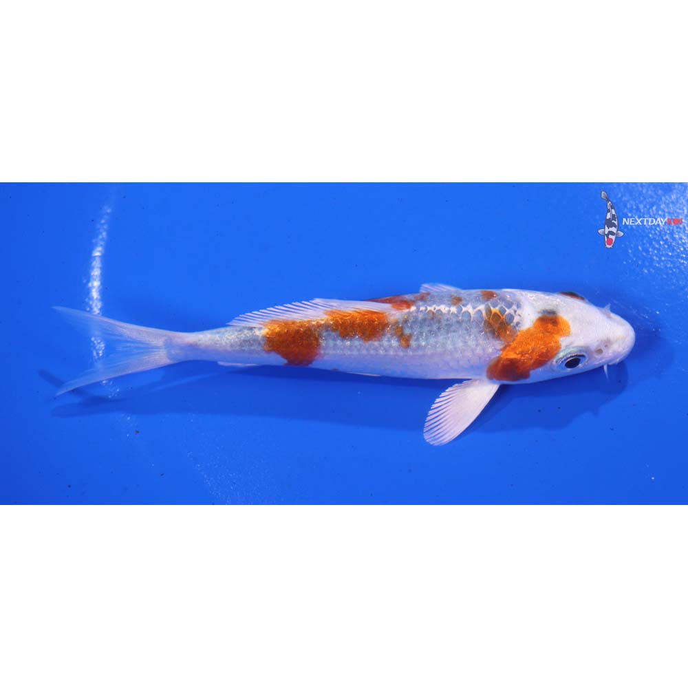 4.5” Imported Kujaku
