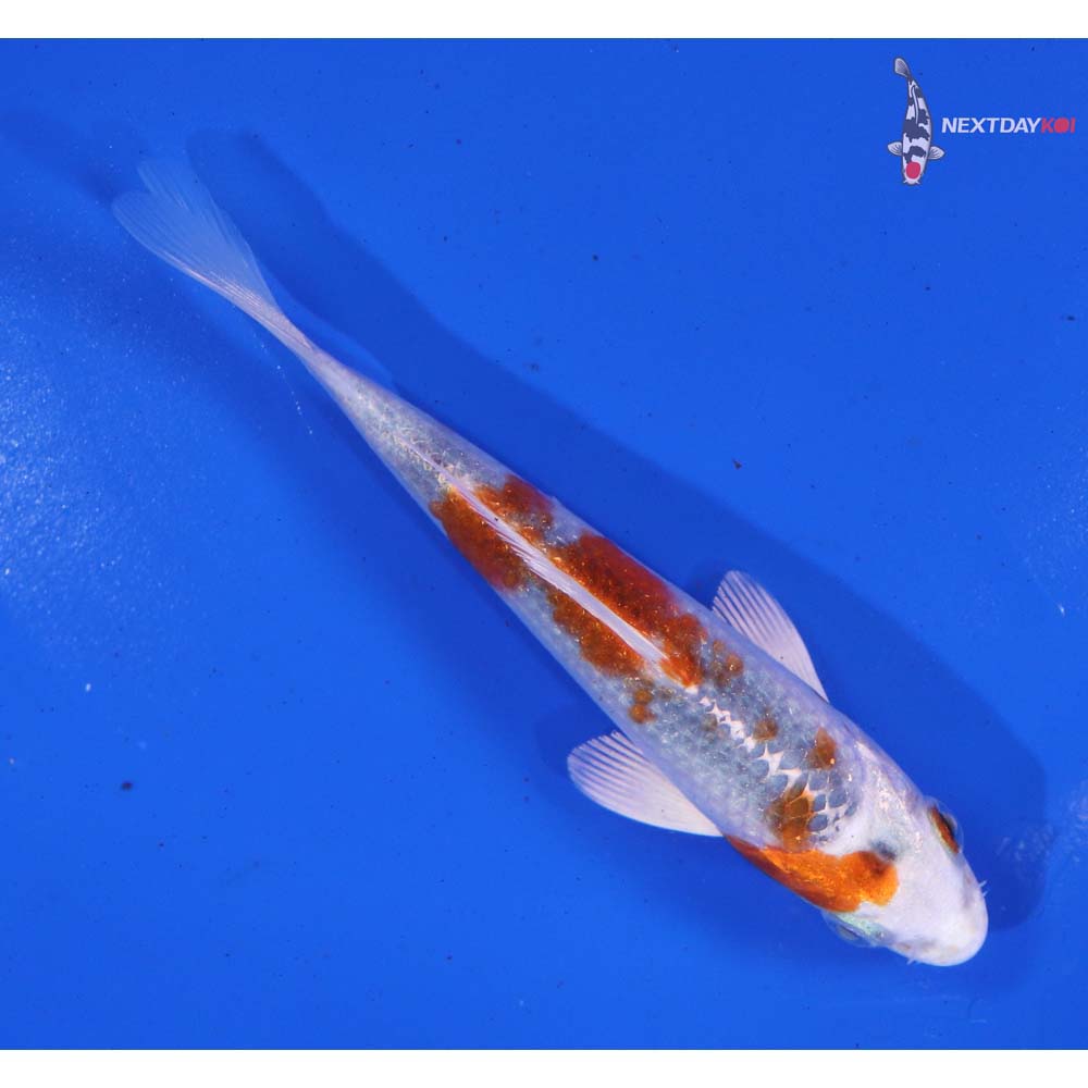 4.5” Imported Kujaku
