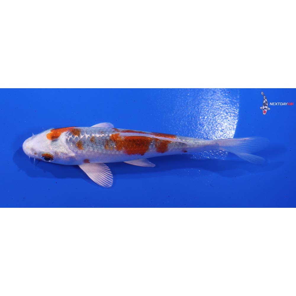 4.5” Imported Kujaku
