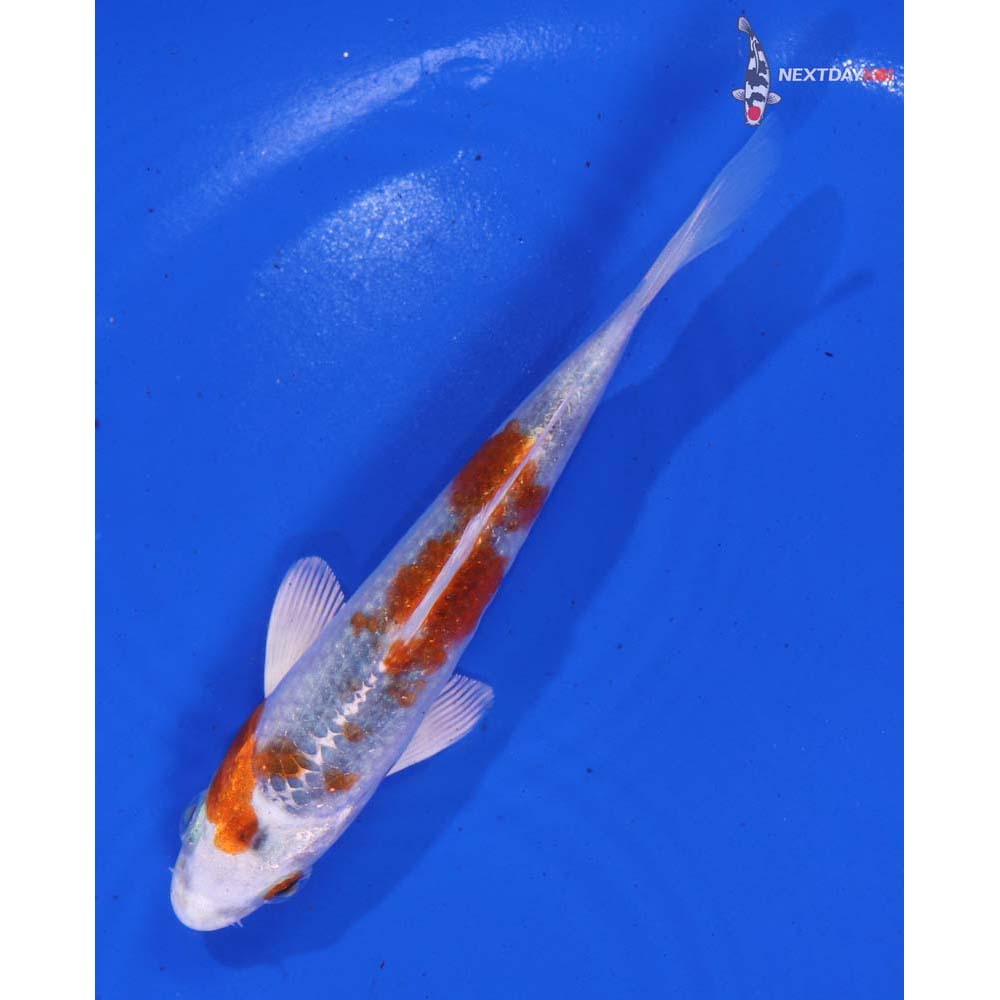 4.5” Imported Kujaku