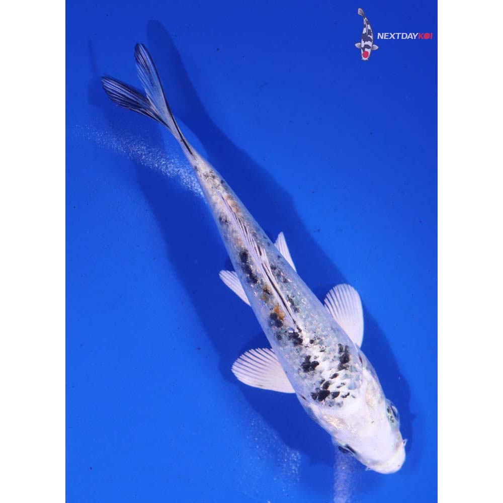 4.5” Imported Yamato Nishiki