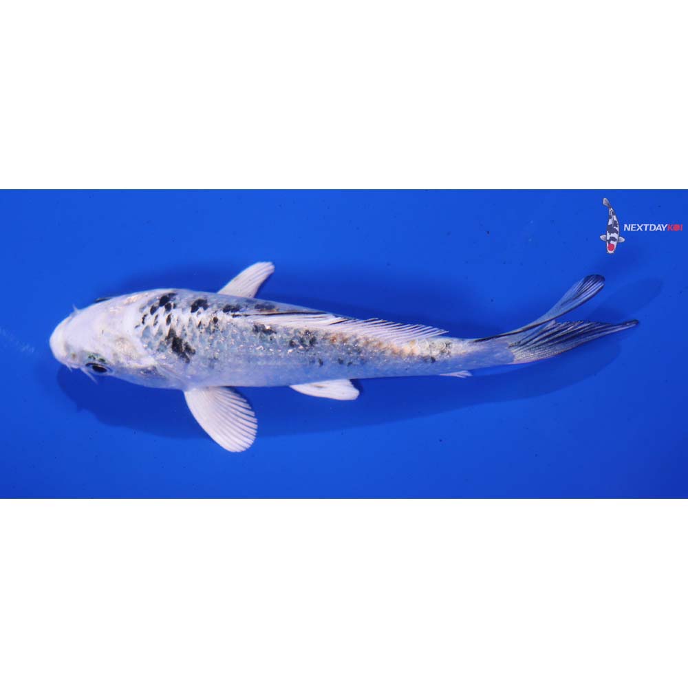 4.5” Imported Yamato Nishiki