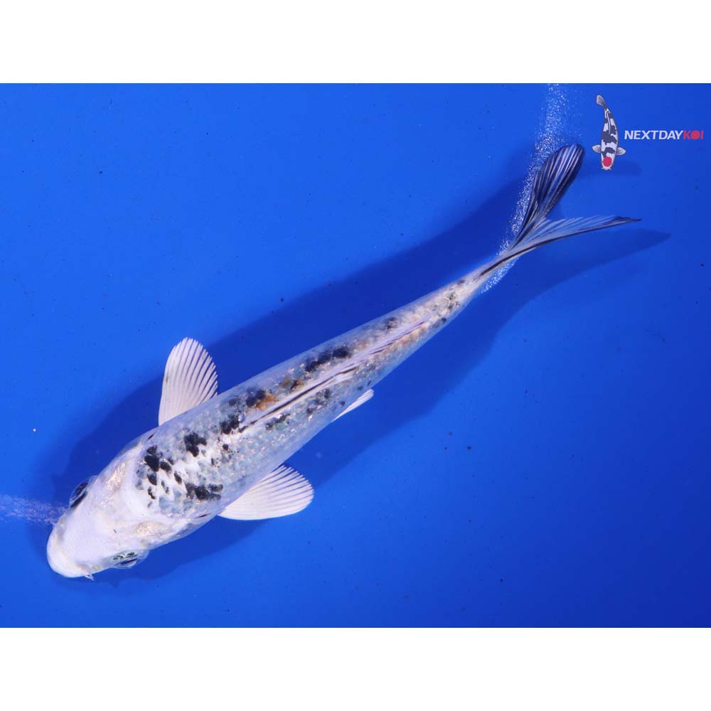 4.5” Imported Yamato Nishiki