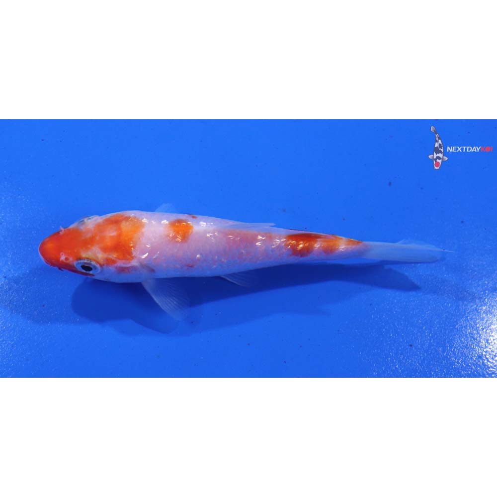 4” Imported Gin Rin Kohaku