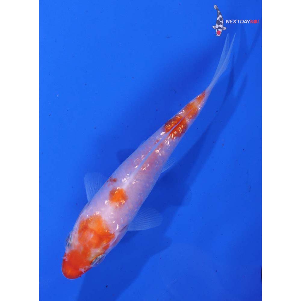 4” Imported Gin Rin Kohaku