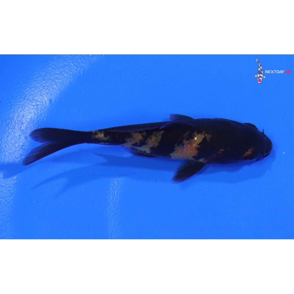 3” Imported Ki Utsuri