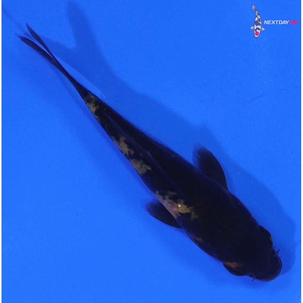 3” Imported Ki Utsuri