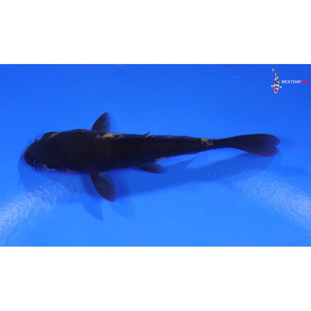 3” Imported Ki Utsuri