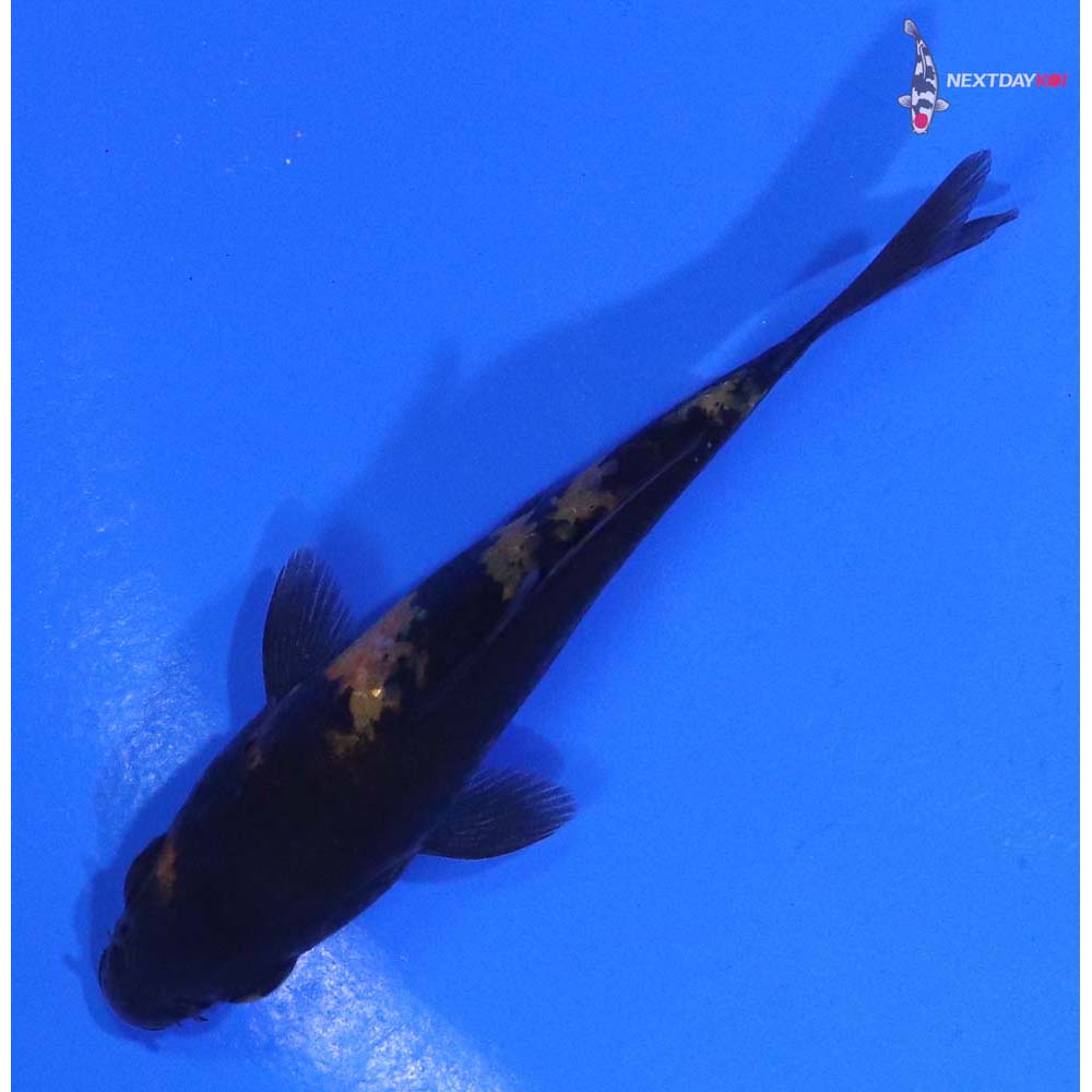 3” Imported Ki Utsuri