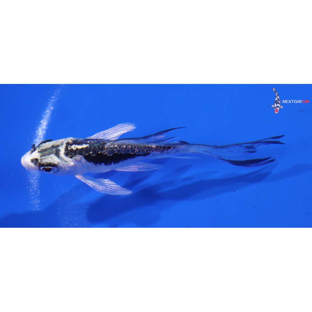 3” Imported Gin Rin Kikokuryu Butterfly Koi