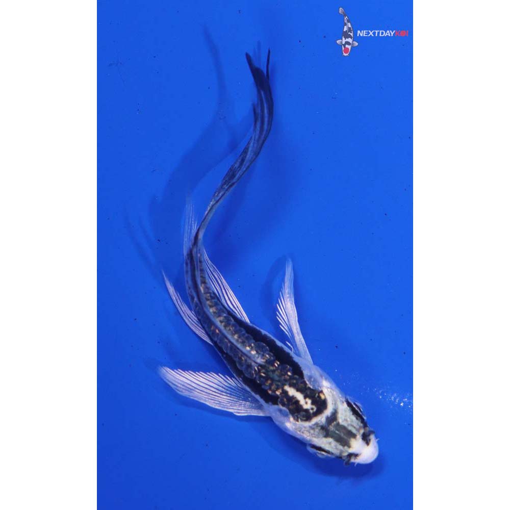 3” Imported Gin Rin Kikokuryu Butterfly Koi