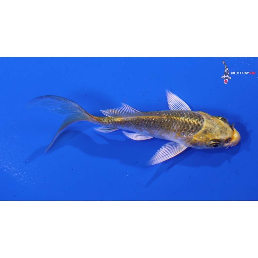 3” Imported Gin Rin Kujaku Butterfly Koi