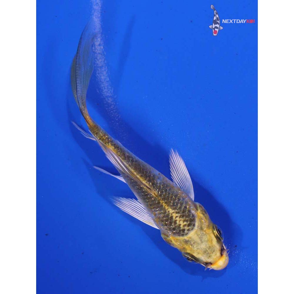 3” Imported Gin Rin Kujaku Butterfly Koi