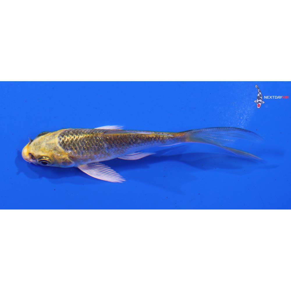 3” Imported Gin Rin Kujaku Butterfly Koi