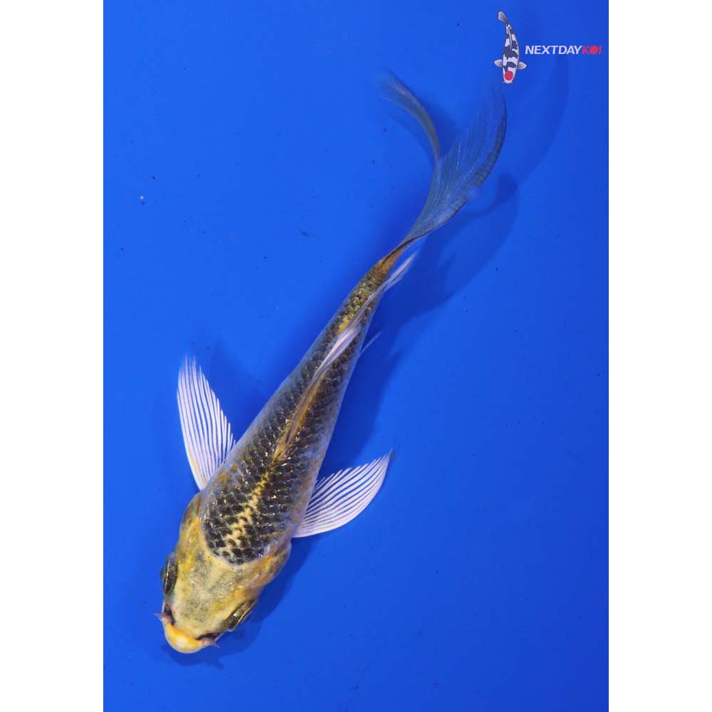 3” Imported Gin Rin Kujaku Butterfly Koi