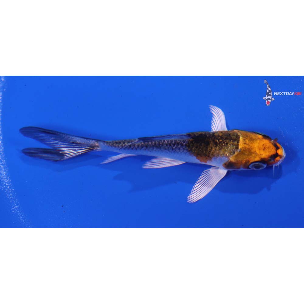 3” Imported Kujaku Butterfly Koi
