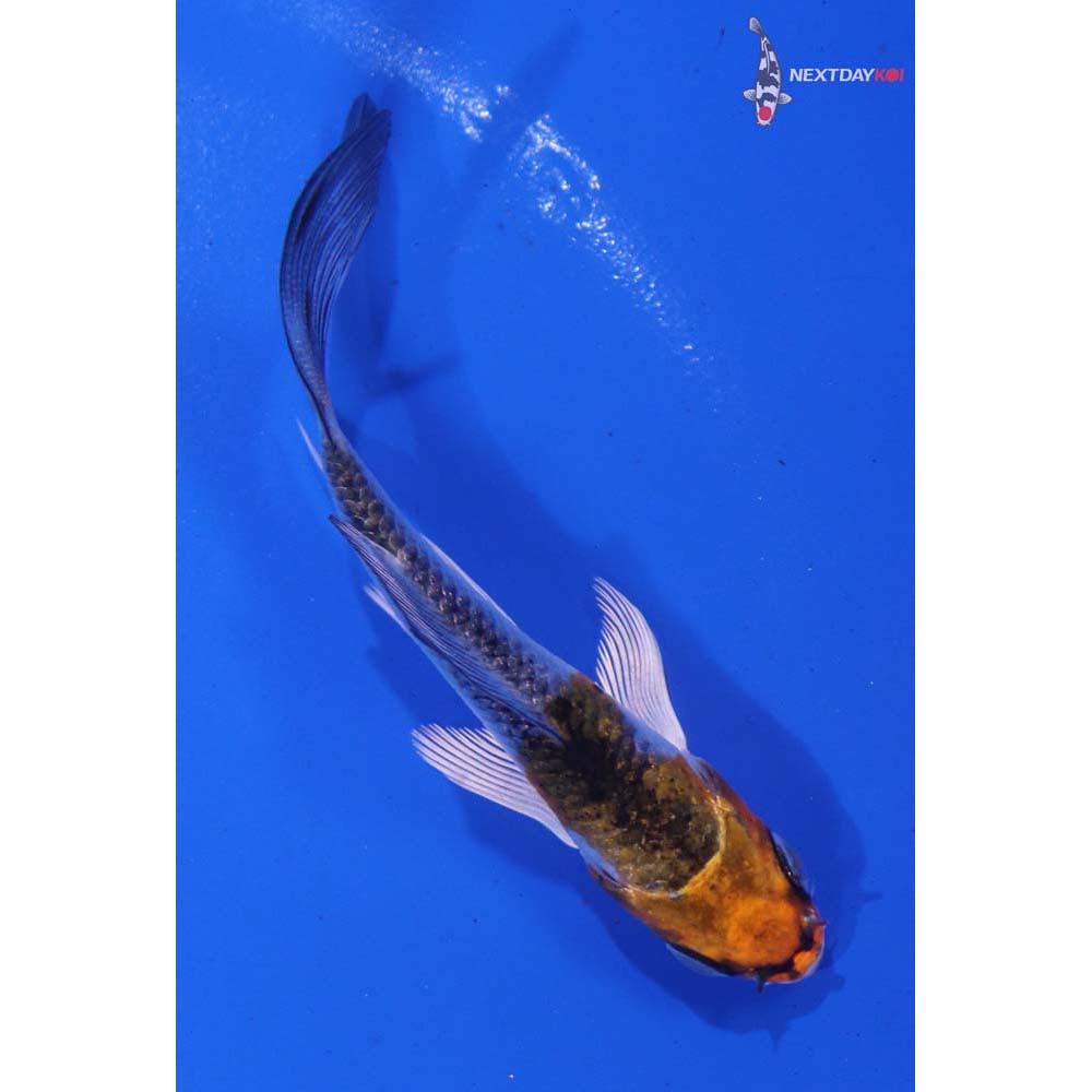 3” Imported Kujaku Butterfly Koi