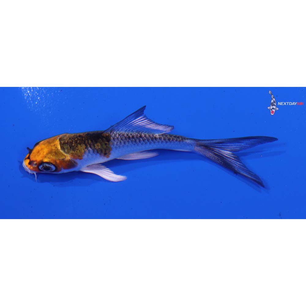 3” Imported Kujaku Butterfly Koi