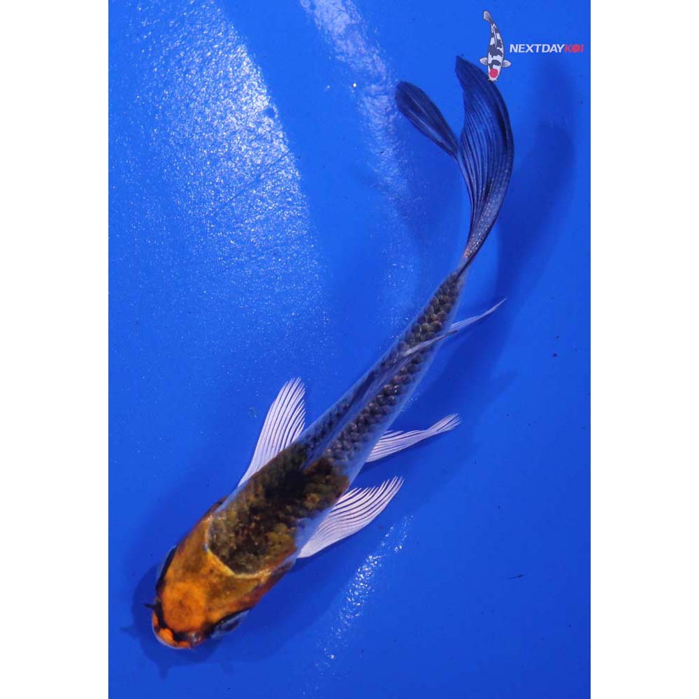 3” Imported Kujaku Butterfly Koi