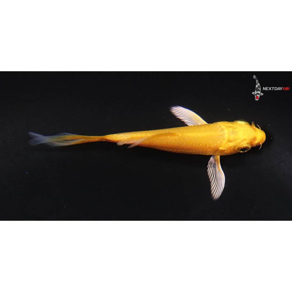 3” Imported Yamabuki Ogon Butterfly Koi
