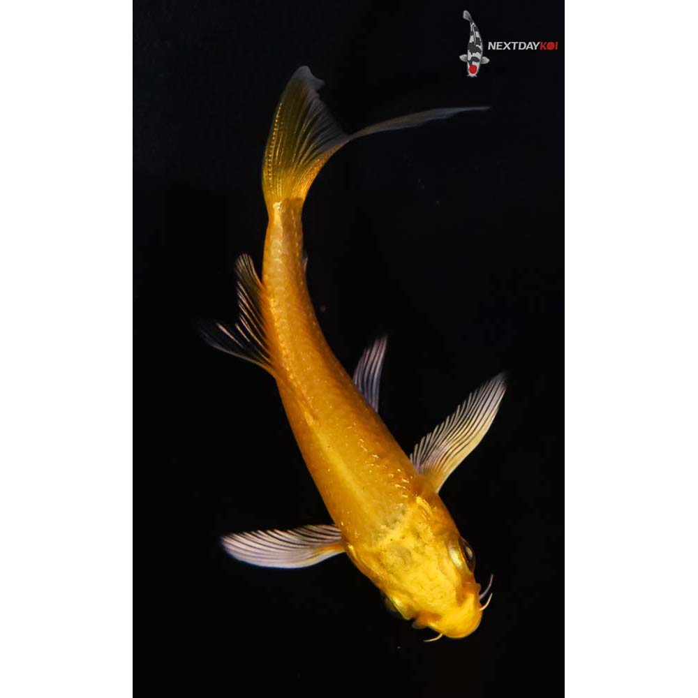 3” Imported Yamabuki Ogon Butterfly Koi