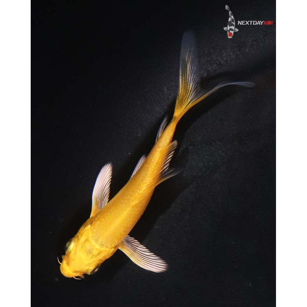 3” Imported Yamabuki Ogon Butterfly Koi