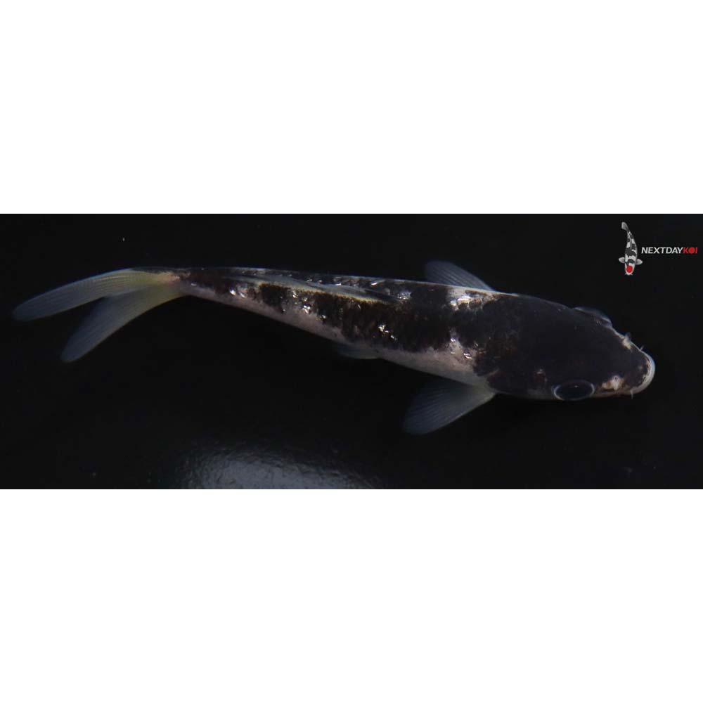 4” Imported Goromo