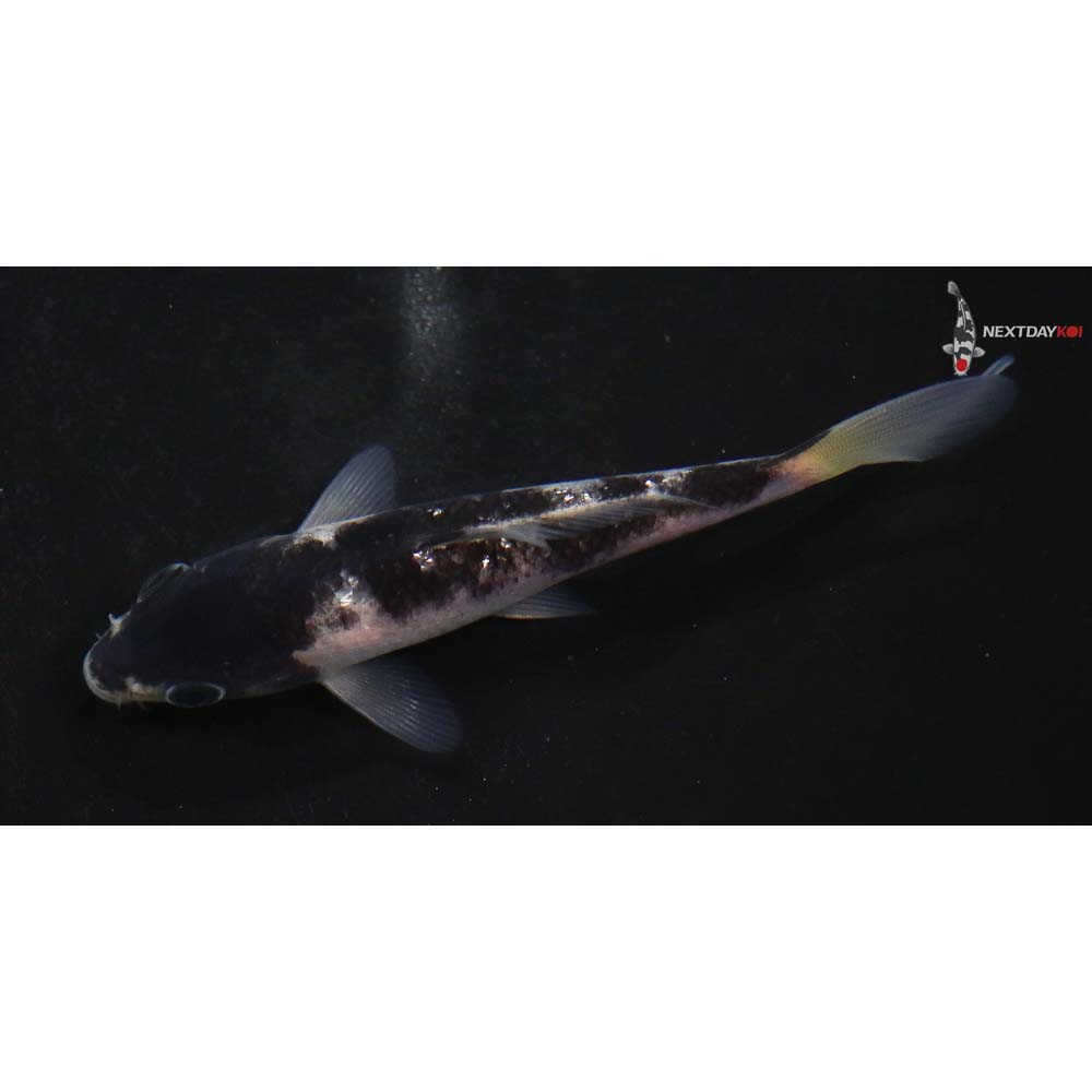 4” Imported Goromo